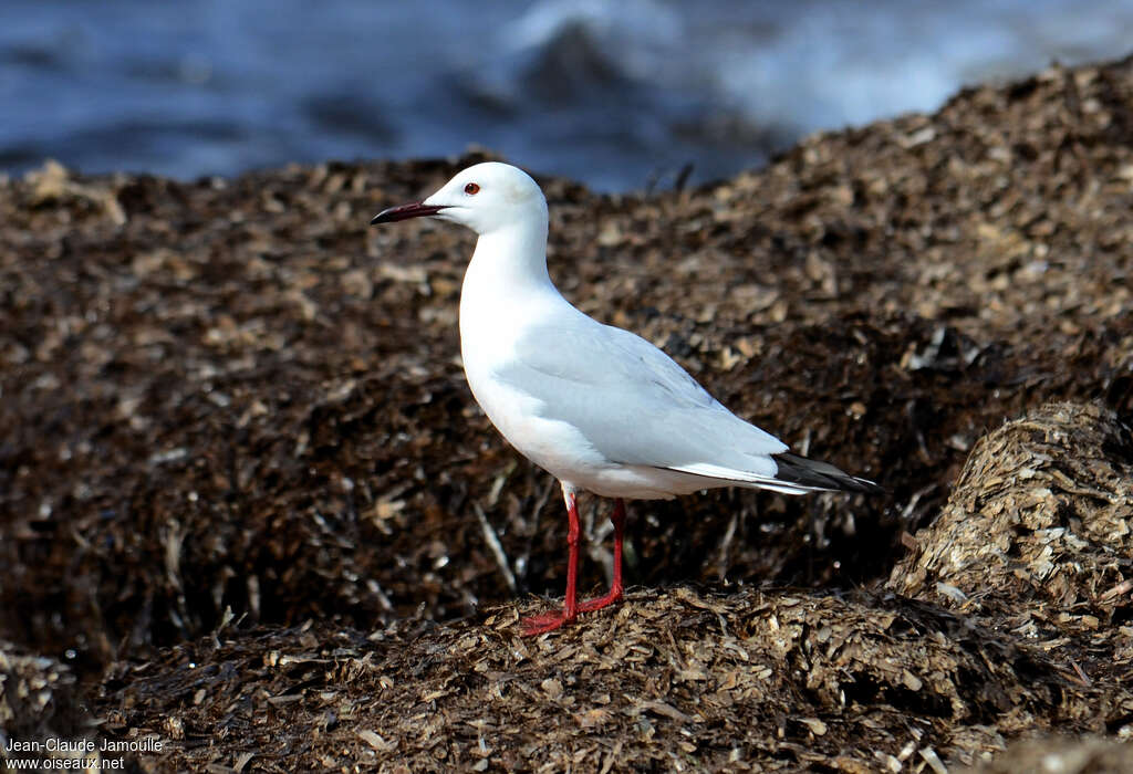 Goéland railleuradulte nuptial, identification