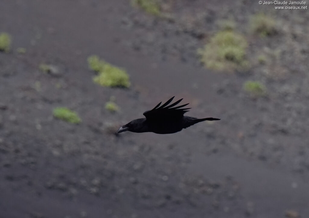 Grand corbeau des Canaries