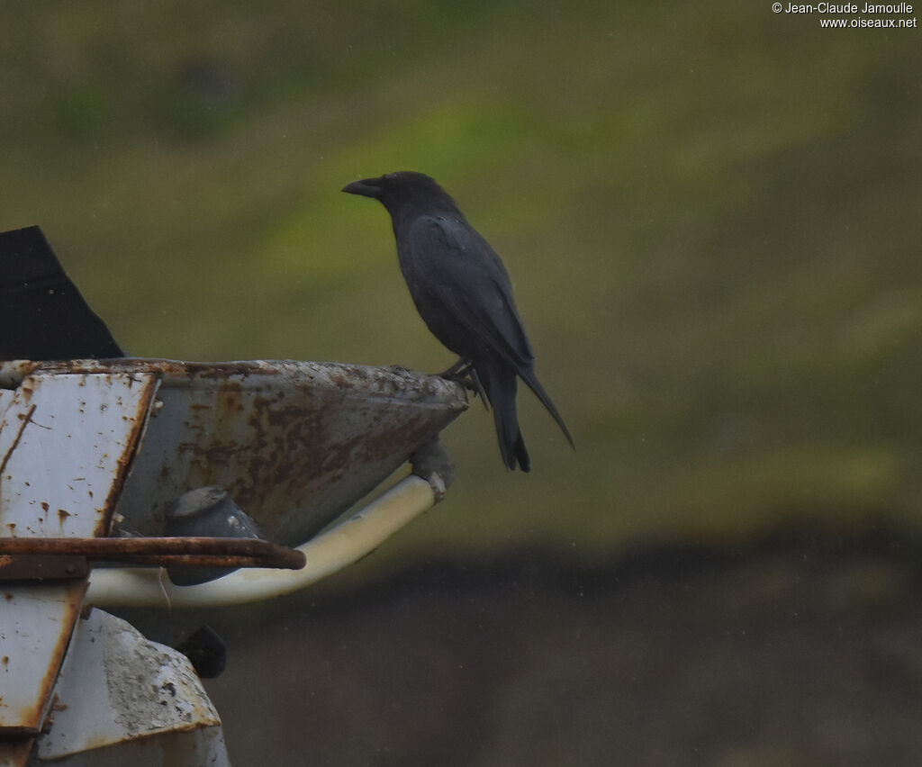 Northern Raven