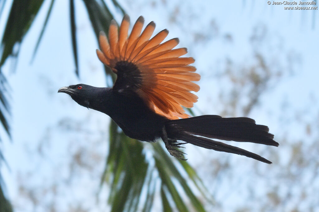 Greater Coucal