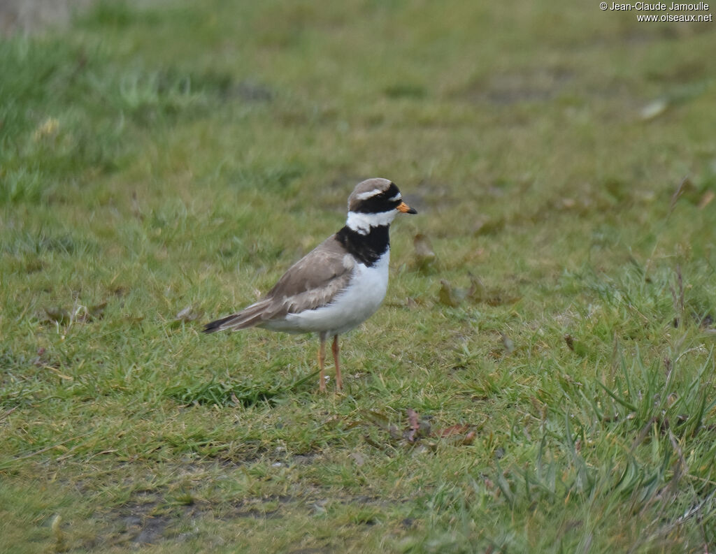 Common Ringed Plover male adult breeding