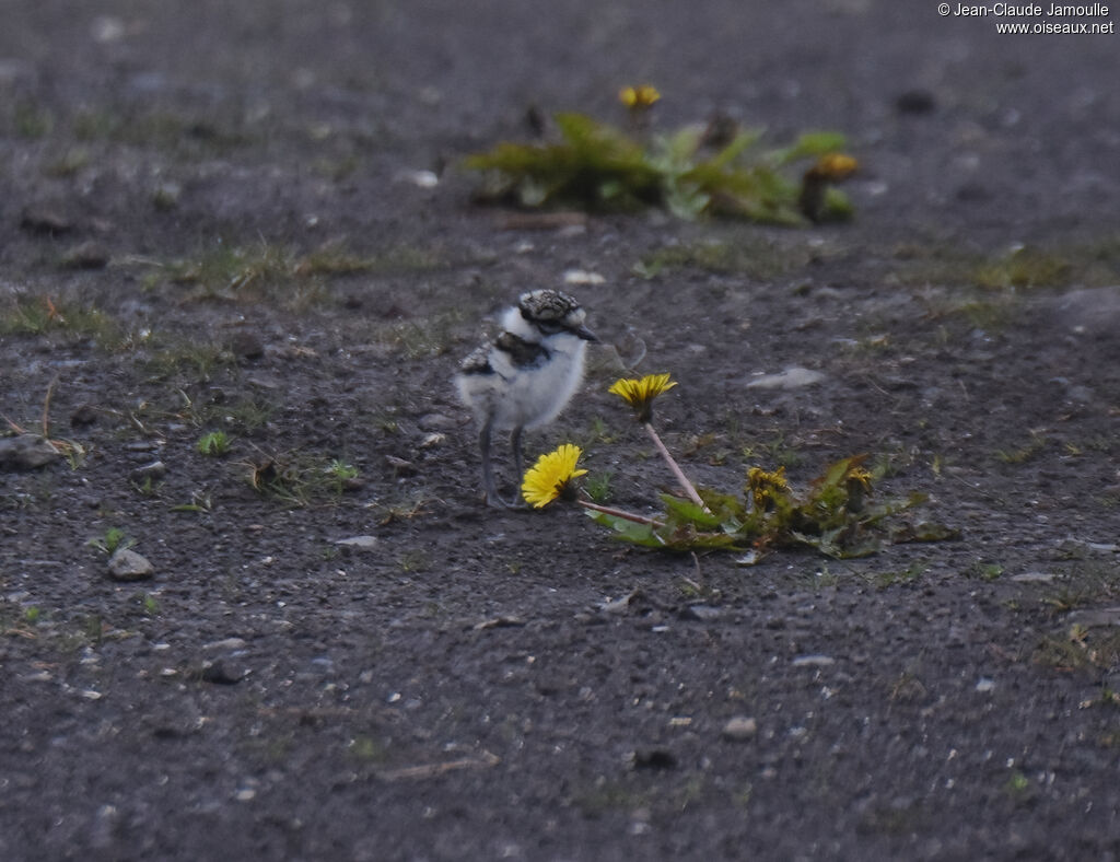 Common Ringed PloverPoussin