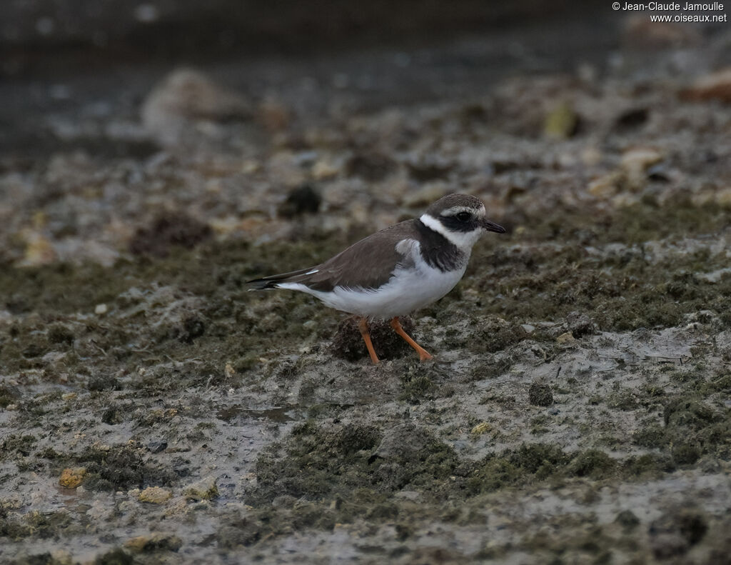 Grand Gravelot - Pluvier grand-gravelot<br />