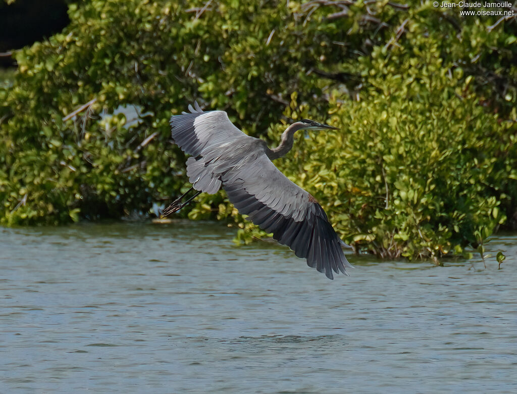 Grand Héronadulte, Vol
