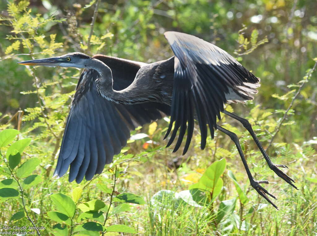 Great Blue Heron, Flight