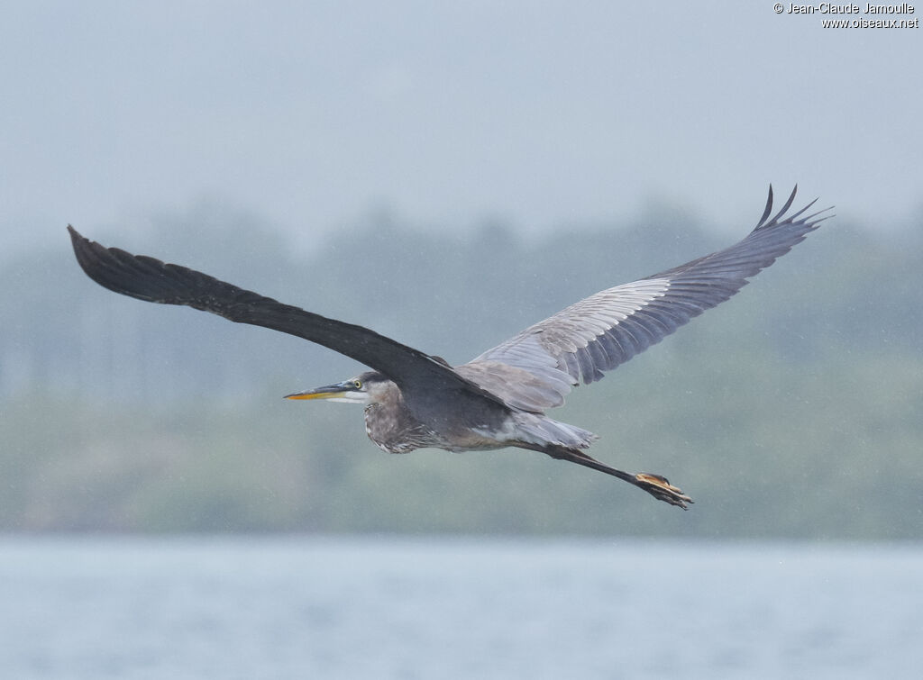 Great Blue Heron, Flight