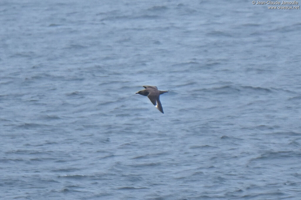 Great Skua