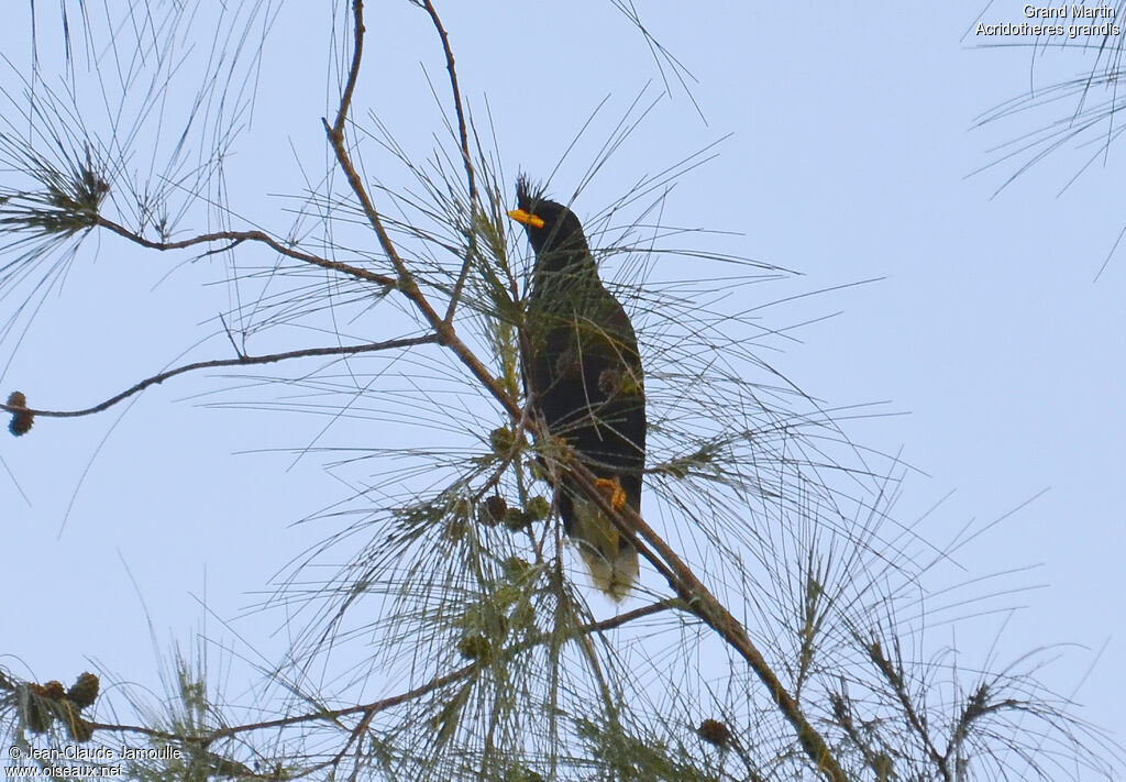 Great Myna, Behaviour