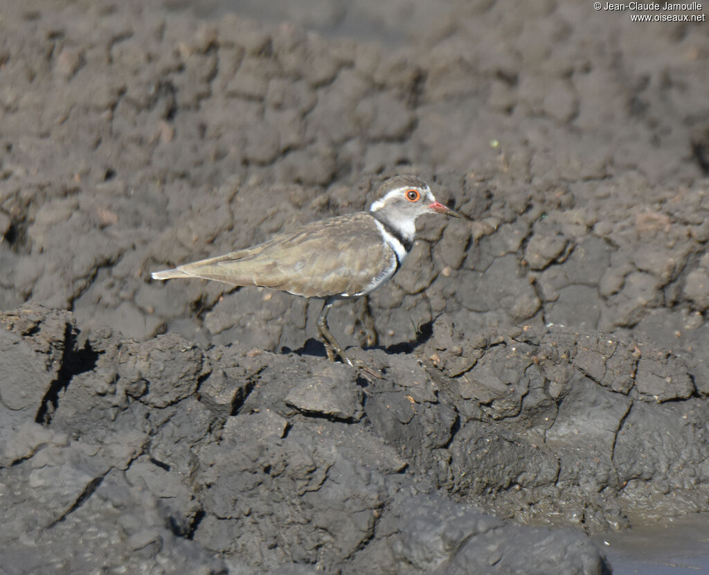 Three-banded Plover