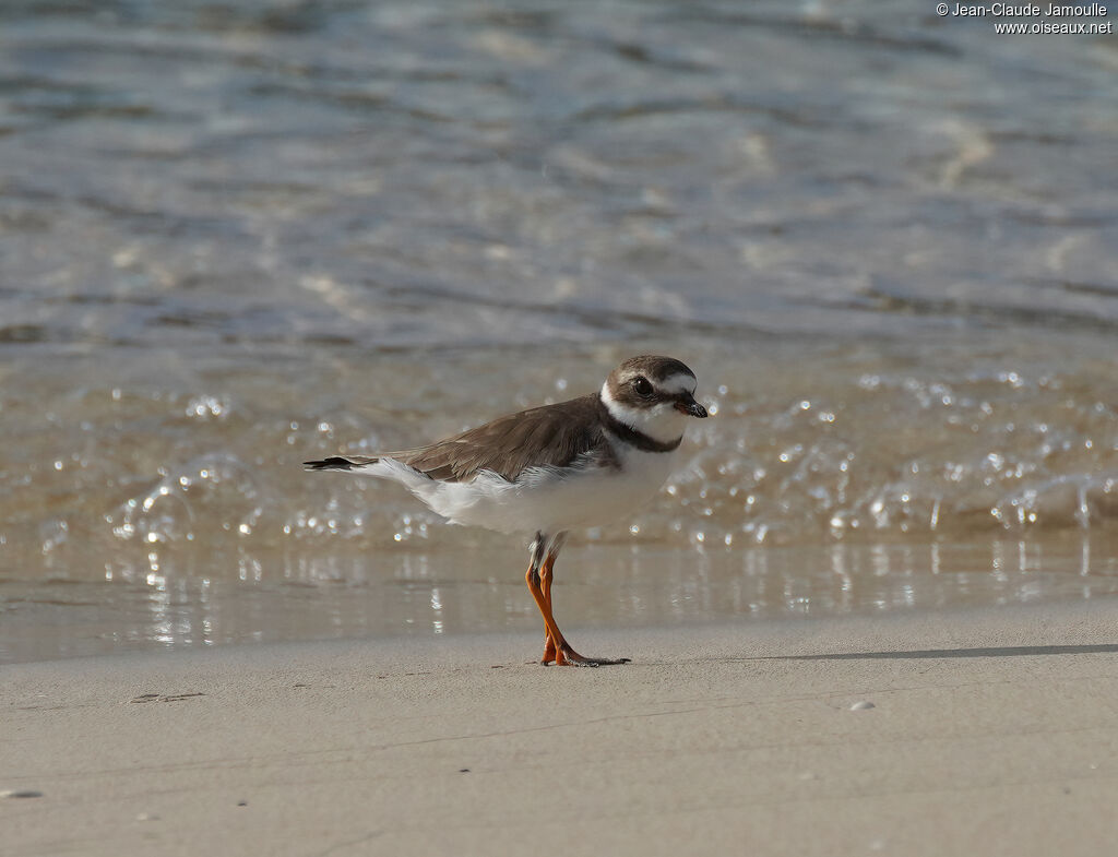 Gravelot semipalmé - Pluvier semipalmé<br />adulte