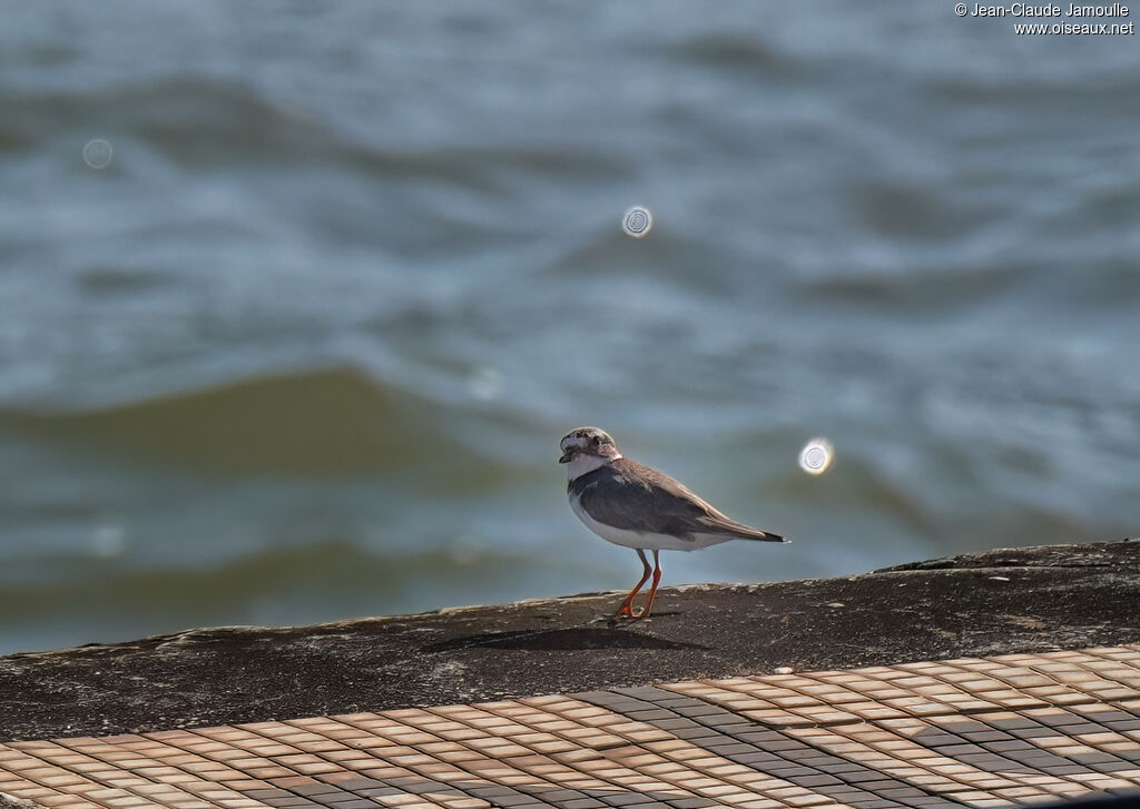 Gravelot semipalmé - Pluvier semipalmé<br />adulte nuptial