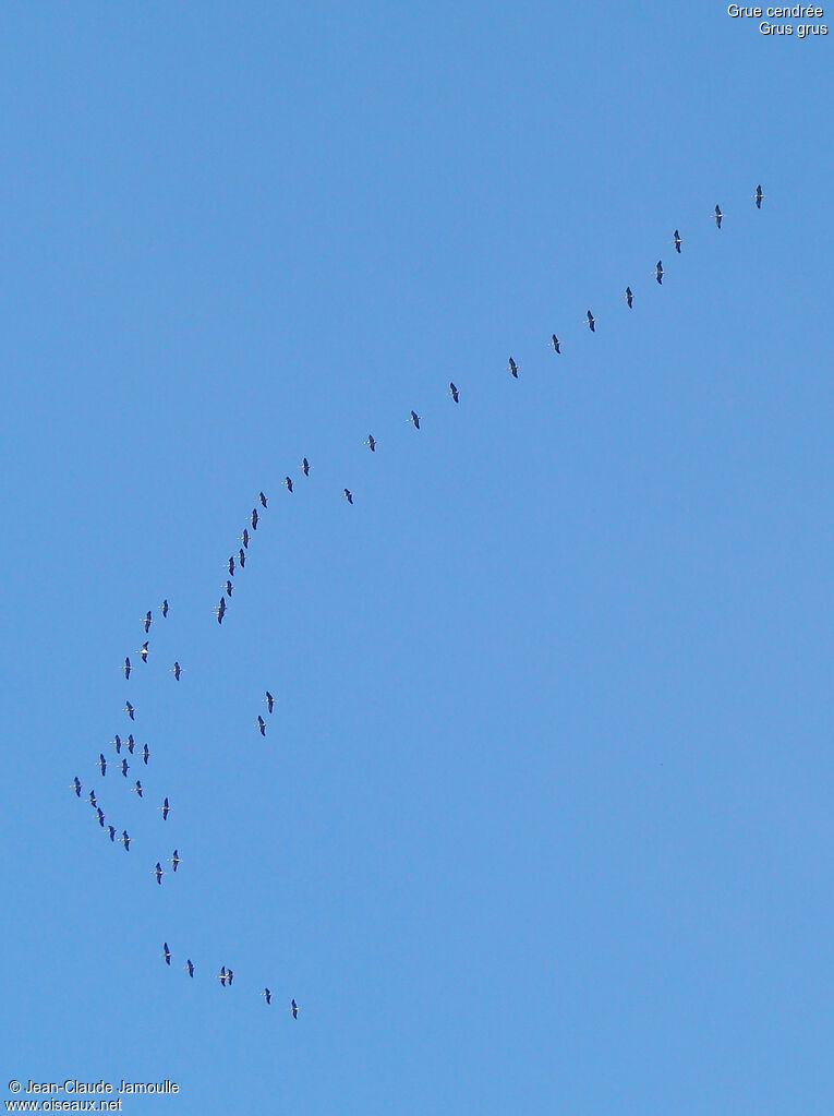 Grue cendrée, Vol, Comportement