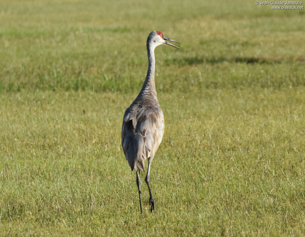 Sandhill Crane