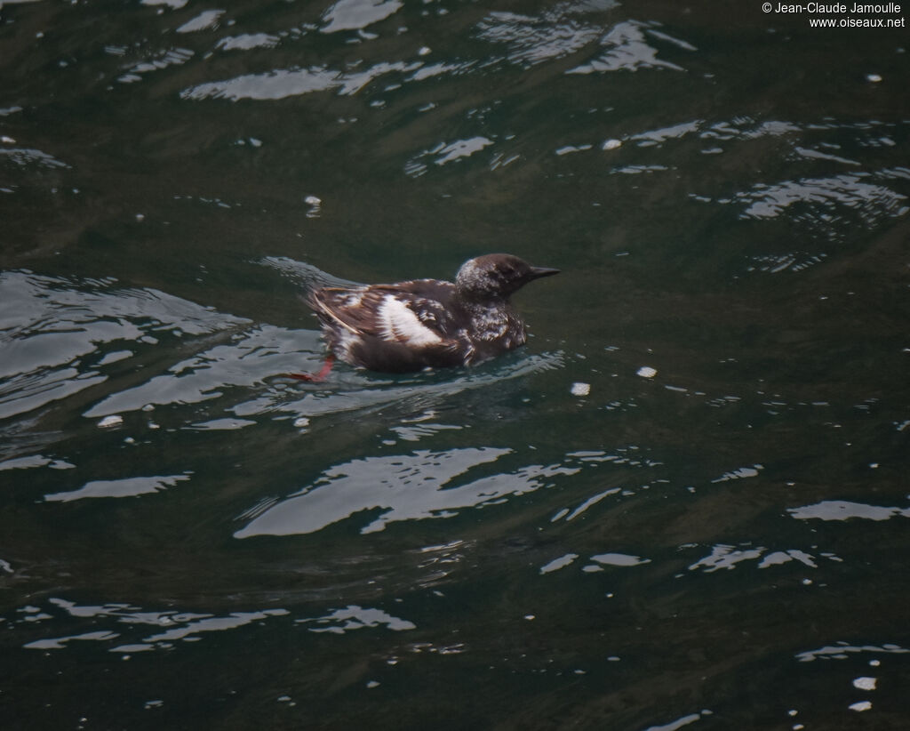 Guillemot à miroirjuvénile