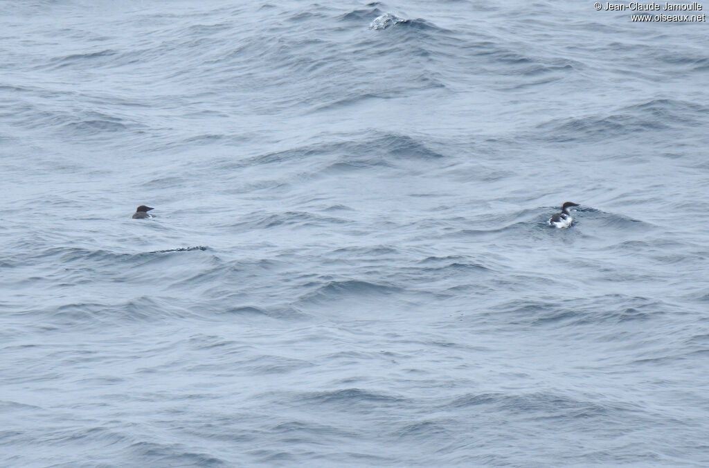 Guillemot de Brünnichadulte nuptial