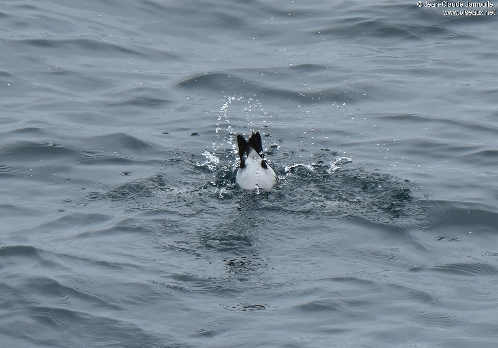Common Murre