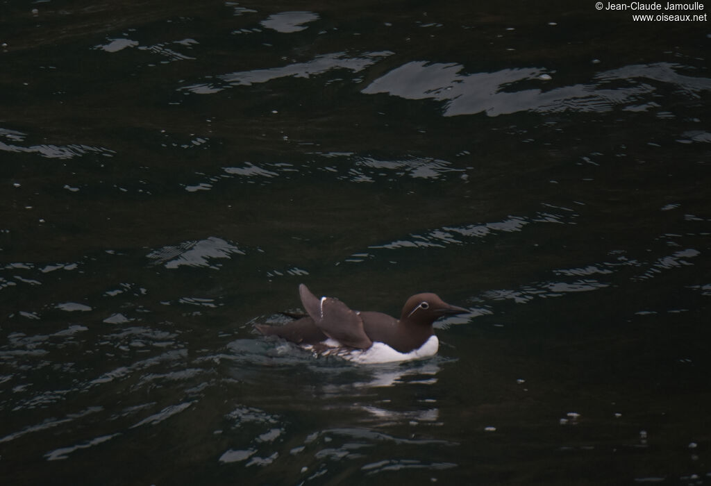 Common Murreadult breeding