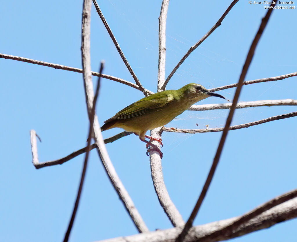 Guit-guit saï femelle adulte