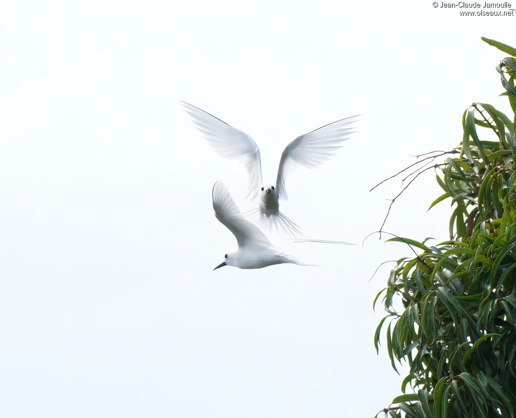 White Ternadult, Flight