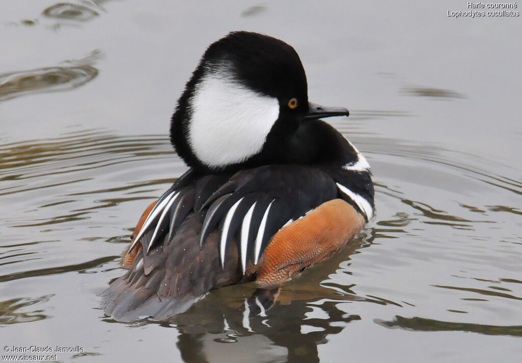 Hooded Merganser