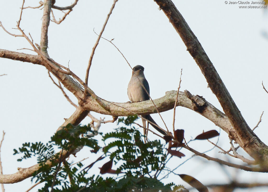 Grey-rumped Treeswift male