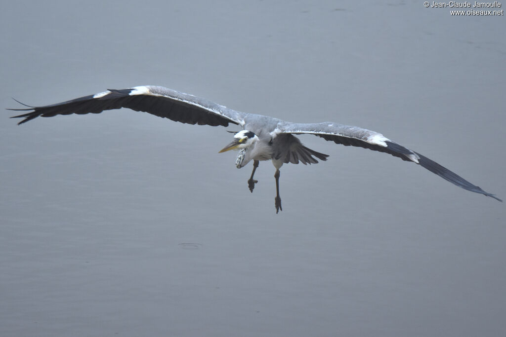 Grey Heron