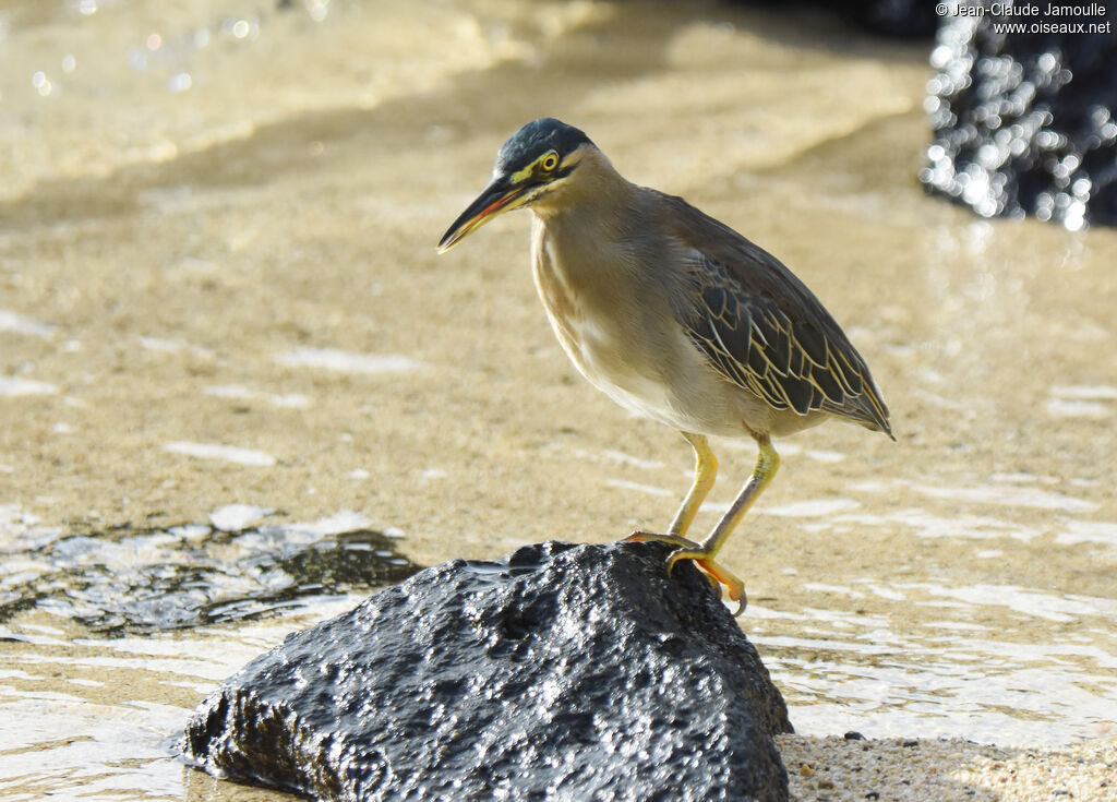 Little Heron
