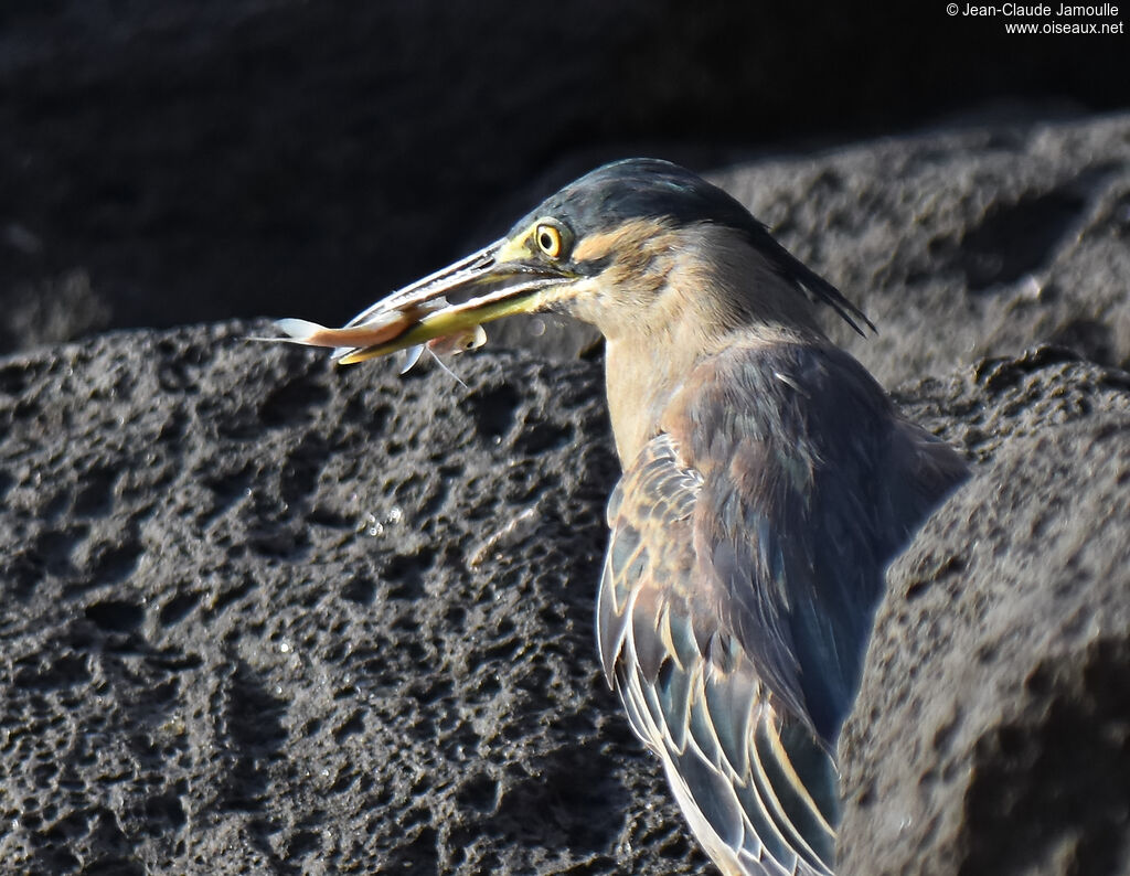 Little Heron