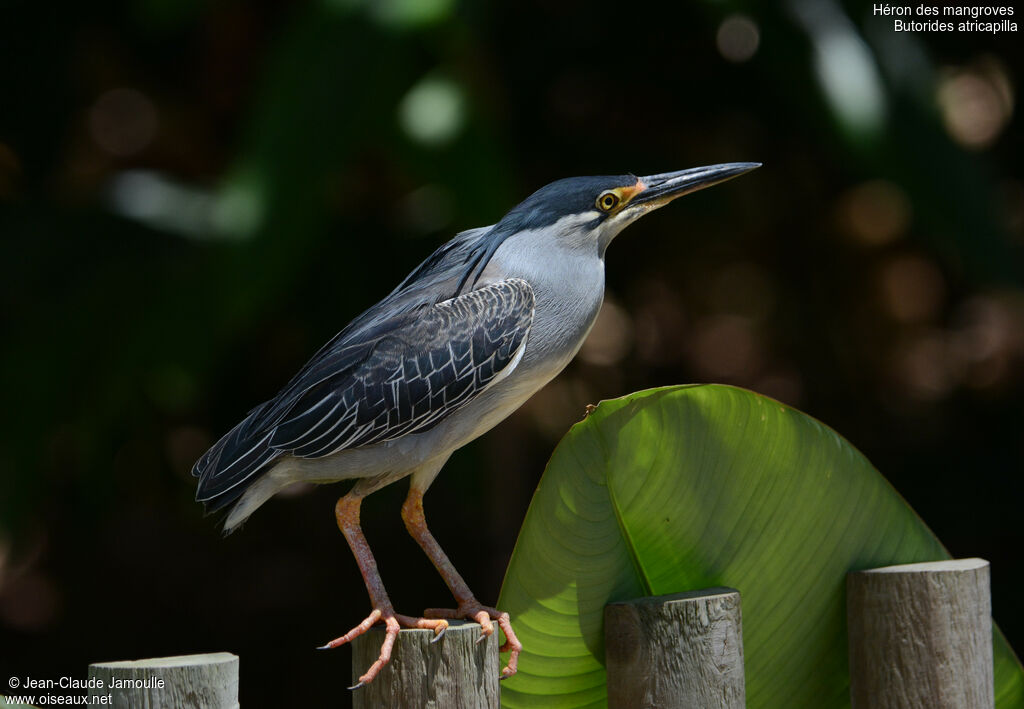 Little Heron