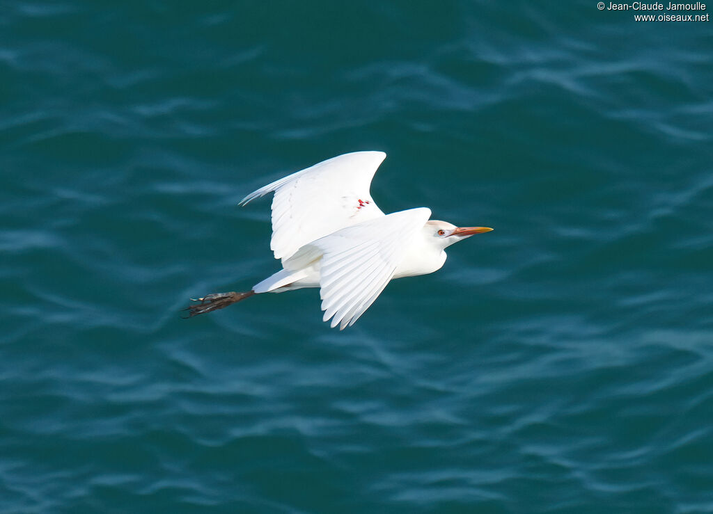 Héron garde-boeufsadulte, Vol