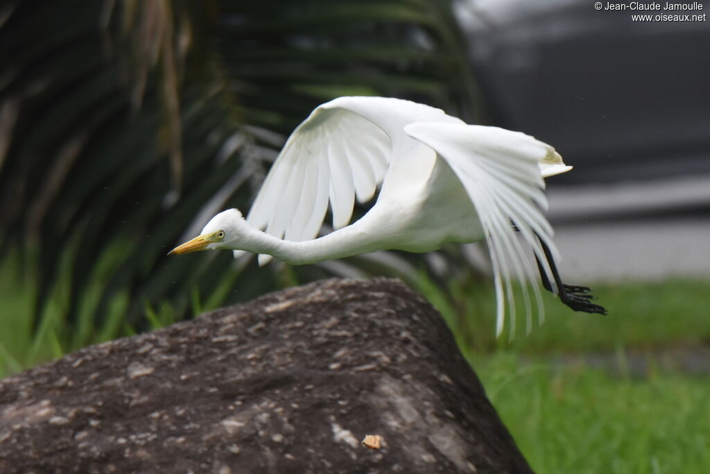 Medium Egret, Flight