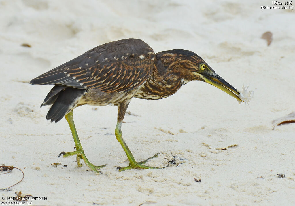 Striated Heronimmature, feeding habits