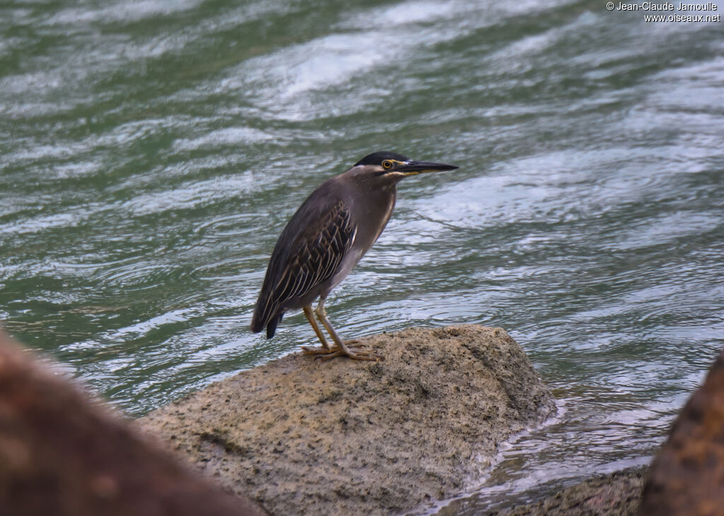 Striated Heronadult