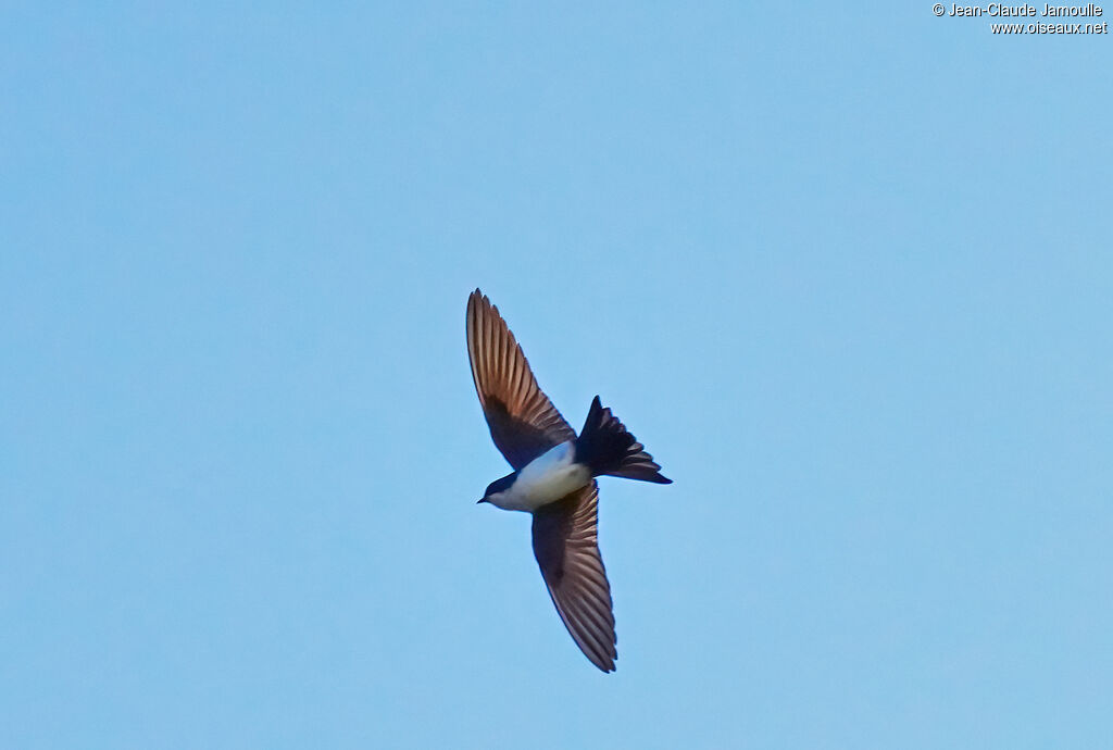 Hirondelle bleu et blanc, Vol