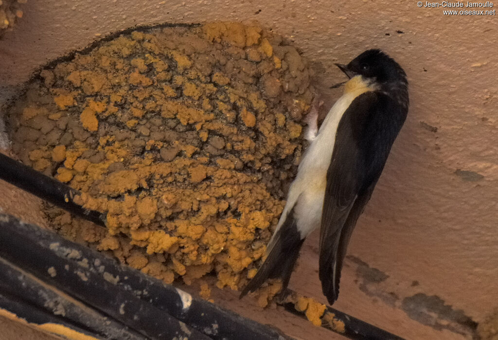 Western House Martin