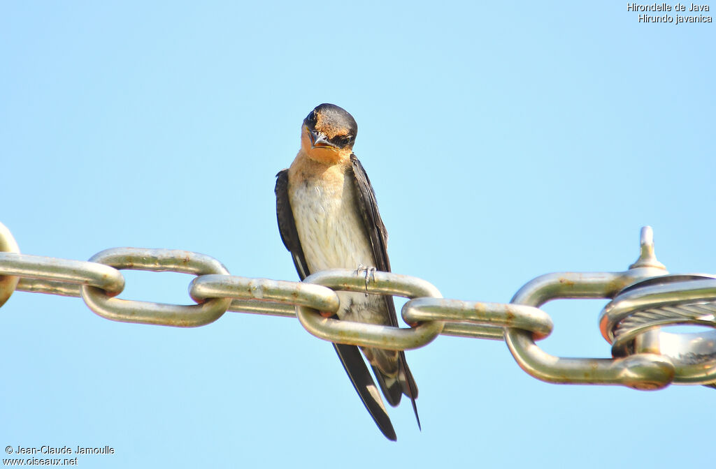 Hirondelle de Java, Comportement