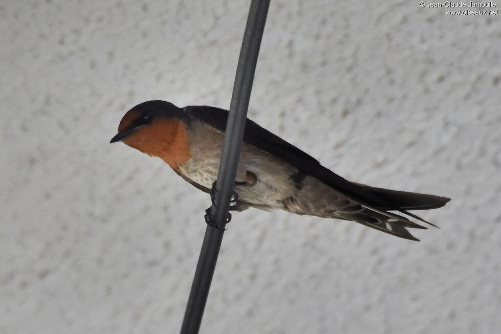Hirondelle de Java