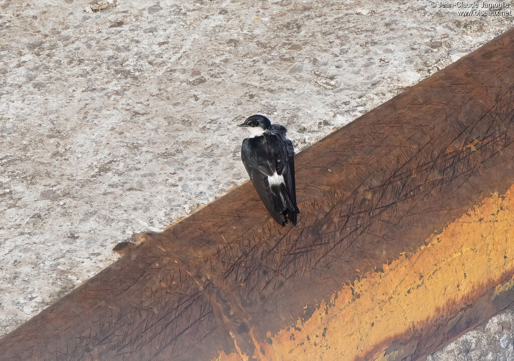 Hirondelle des mangroves