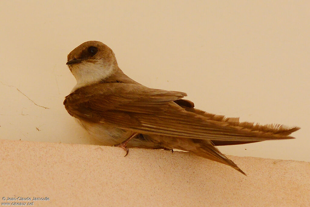 Hirondelle du désert
