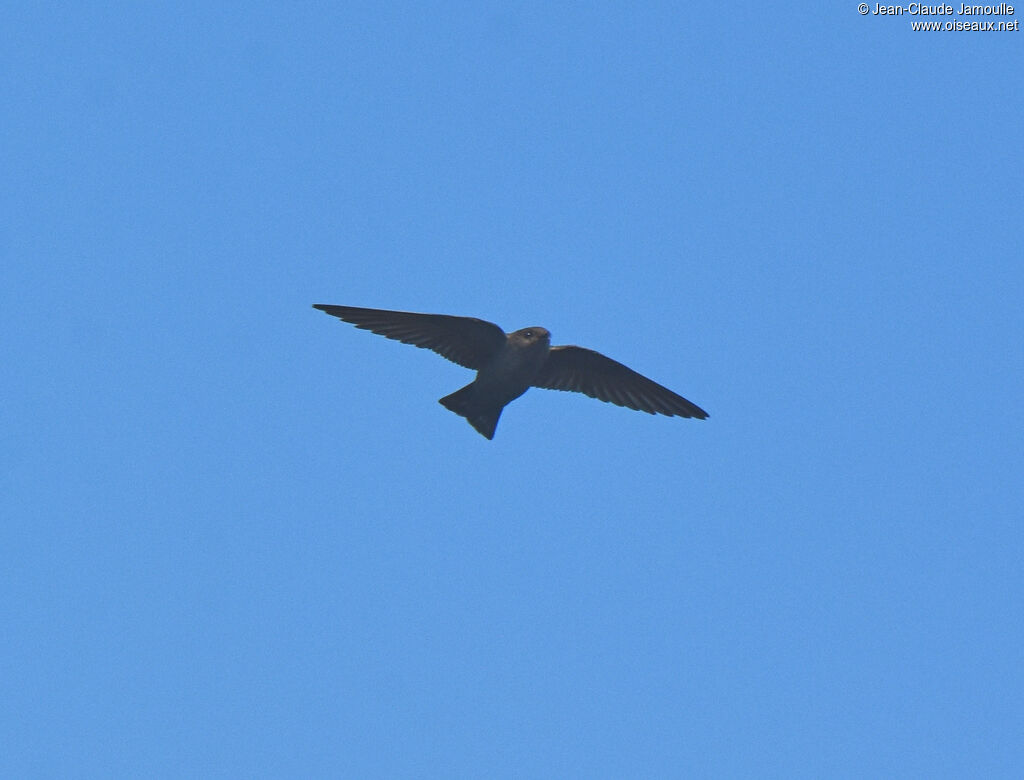 Large Rock Martin