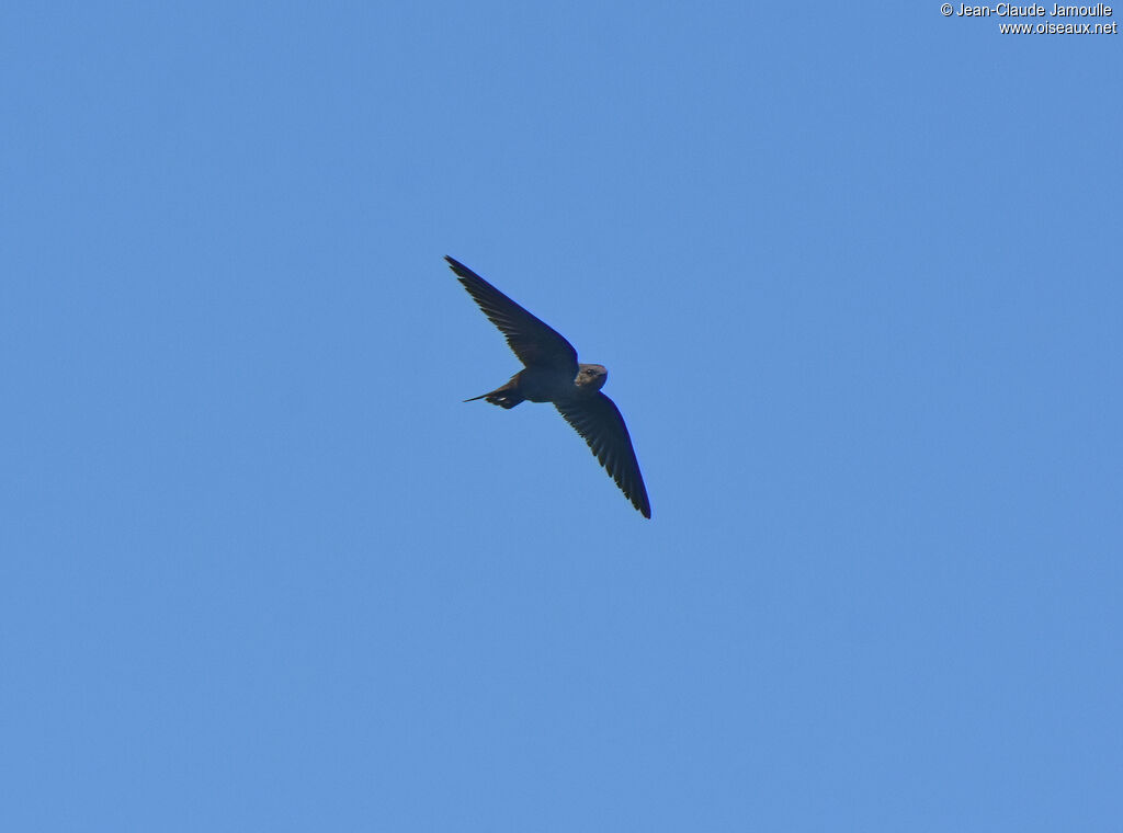 Large Rock Martin