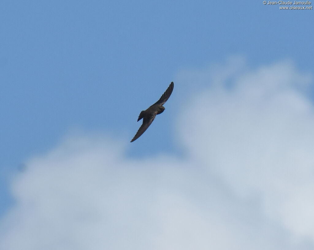 Large Rock Martin