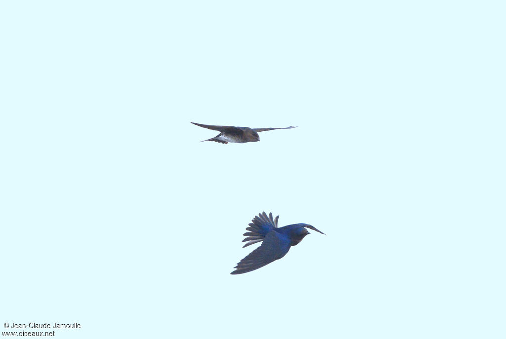Purple Martin , Flight