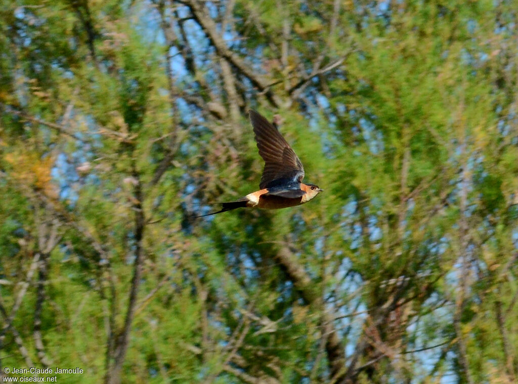 European Red-rumped Swallow male adult, Flight
