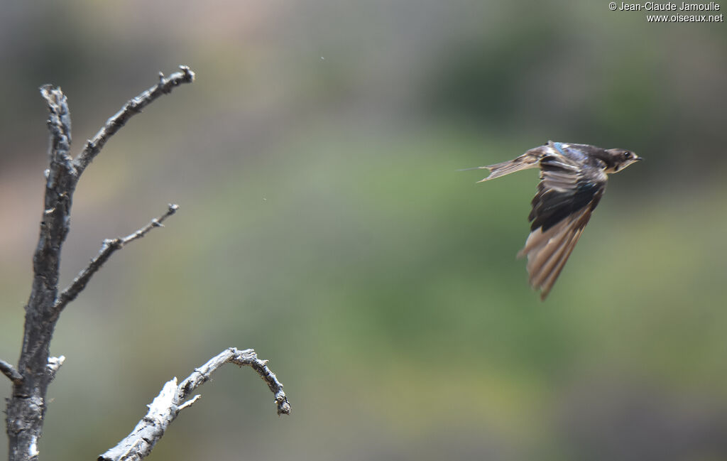 Hirondelle rustique