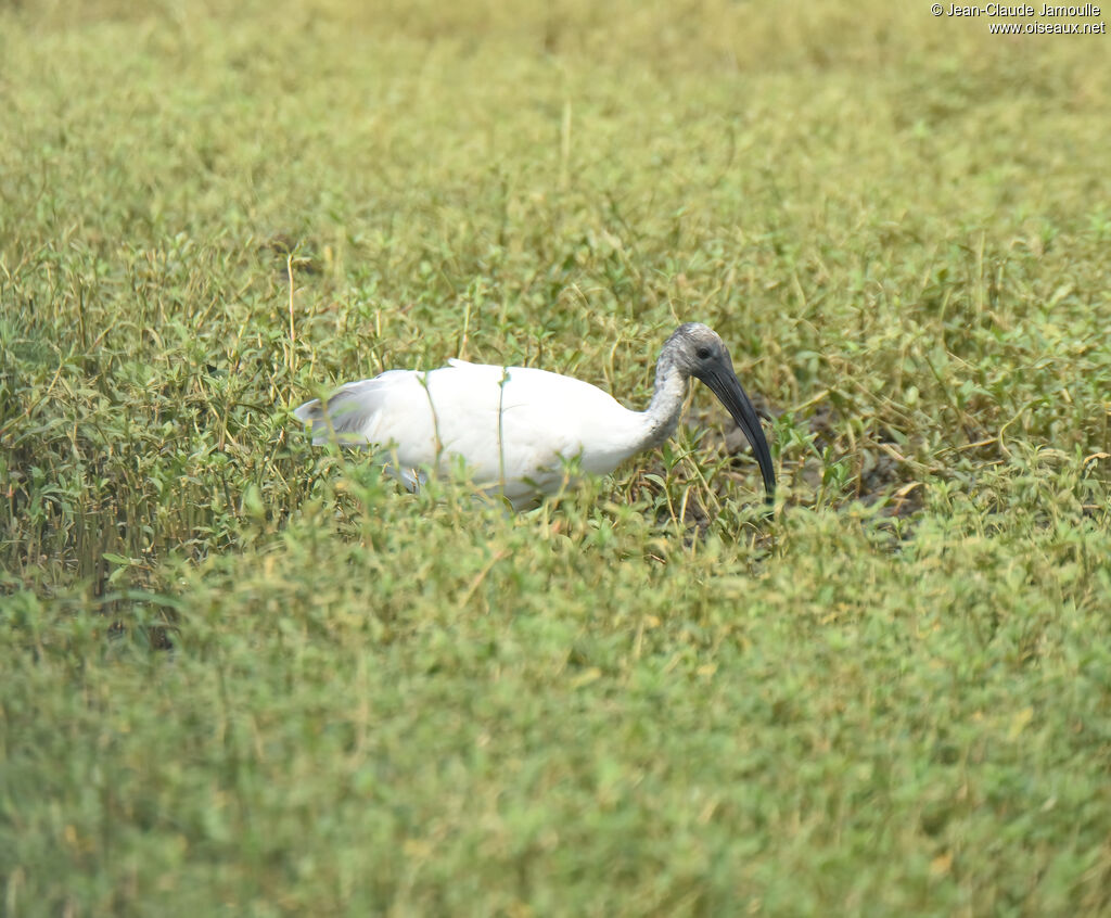 Ibis à tête noireimmature