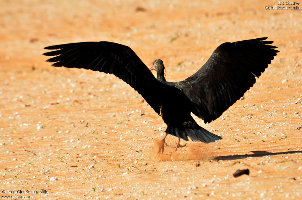 Ibis chauve, Vol, Comportement