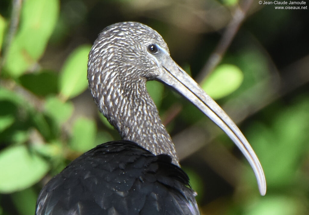 Ibis falcinelle