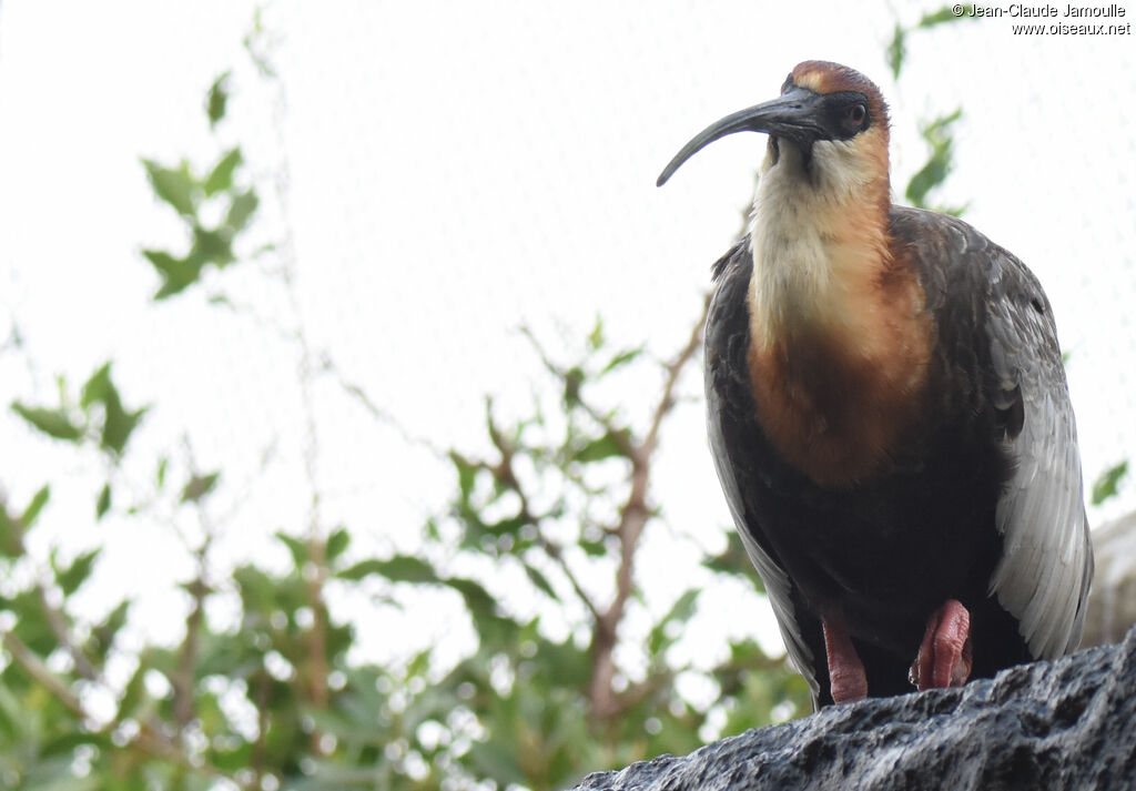 Buff-necked Ibis