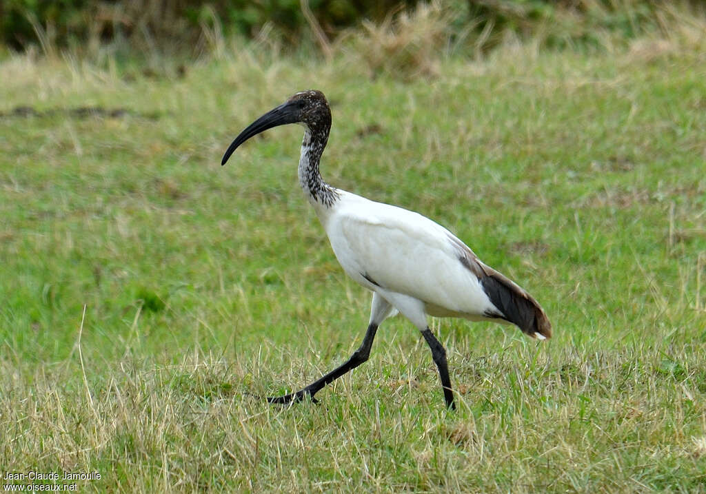 Ibis sacréimmature, identification